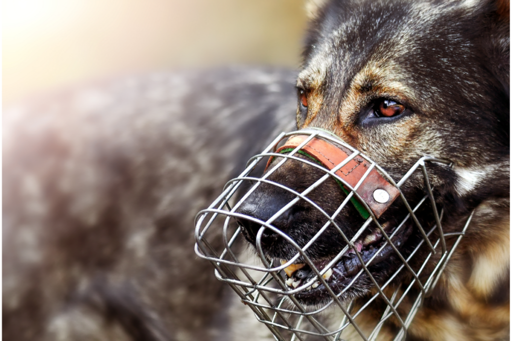 german shepherd with a muzzle